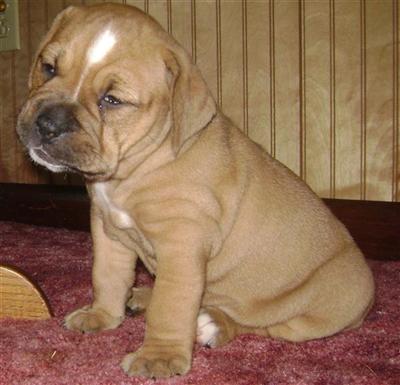 Old English Bulldog Puppies for Sale